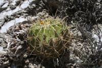 pa_162_ferocactus_echidne.jpg