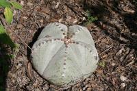 pa_1630_astrophytum_myriostigma_var._strongylogonum.jpg