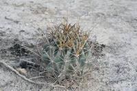 pa_1631_glandulicactus_uncinatus.jpg