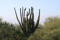 pa_1632_pachycereus_sp..jpg