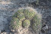 pa_1633_mammillaria_sp..jpg