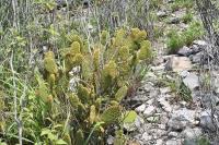 pa_1634_opuntia_microdasys.jpg