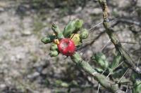 pa_1635_cylindropuntia_leptocaulis.jpg
