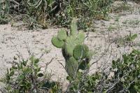 pa_1636_opuntia_sp..jpg