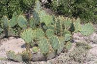 pa_1637_opuntia_sp..jpg