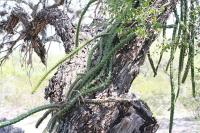 pa_1638_selenicereus_sp..jpg