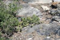 pa_1639_echinocereus_pentalophus.jpg