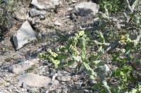 pa_1640_cylindropuntia_kleiniae.jpg