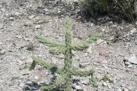 pa_1641_cylindropuntia_imbricata.jpg