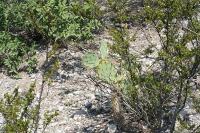 pa_1642_opuntia_sp..jpg