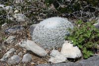 pa_1644_mammillaria_candida.jpg