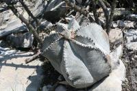 pa_1646_astrophytum_myriostigma.jpg