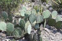 pa_1647_opuntia_sp..jpg