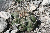 pa_1648_thelocactus_hexaedrophorus.jpg