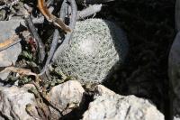 pa_1649_mammillaria_microthele.jpg