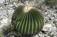 pa_1650_echinocactus_platyacanthus.jpg