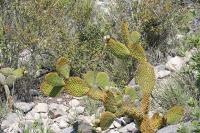 pa_1651_opuntia_microdasys.jpg