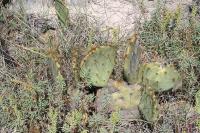 pa_1652_opuntia_sp..jpg