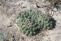 pa_1653_coryphantha_maiz-tablasensis.jpg