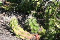pa_1654_echinocereus_cinerascens.jpg