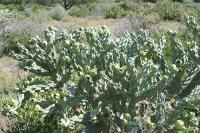 pa_1655_cylindropuntia_imbricata.jpg