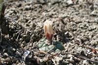 pa_1656_turbinicarpus_lophophoroides.jpg