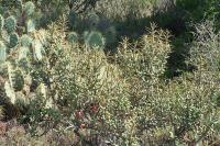 pa_1657_cylindropuntia_leptocaulis.jpg