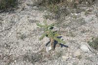 pa_1659_cylindropuntia_imbricata.jpg