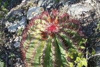 pa_1660_ferocactus_steinesii.jpg