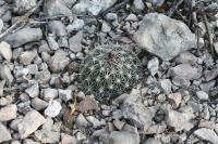 pa_1661_coryphantha_palmeri.jpg
