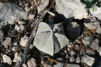 pa_1662_astrophytum_myriostigma.jpg
