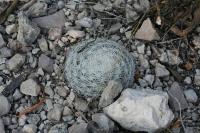 pa_1663_mammillaria_candida.jpg