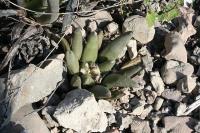 pa_1664_ariocarpus_retusus_var._scapharostroides.jpg