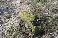 pa_1667_opuntia_microdasys.jpg