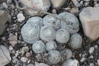 pa_1668_mammillaria_microthele.jpg
