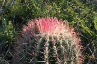 pa_1669_ferocactus_steinesii.jpg