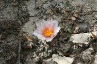 pa_1670_ariocarpus_kotschoubeyanus_var._albiflorus.jpg