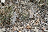 pa_1671_mammillaria_picta.jpg