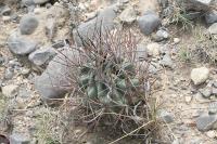 pa_1672_glandulicactus_uncinatus.jpg