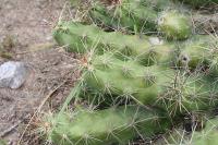 pa_1673_echinocereus_cinerascens.jpg