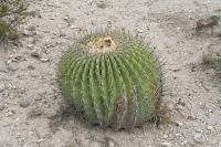 pa_1674_echinocactus_platyacanthus.jpg
