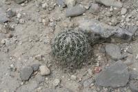 pa_1675_coryphantha_palmeri.jpg
