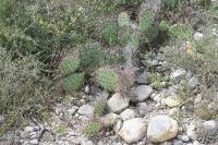 pa_1676_opuntia_sp..jpg