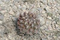 pa_1677_thelocactus_tulensis.jpg