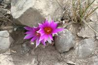pa_1678_ariocarpus_agavoides.jpg