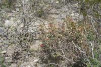 pa_1679_cylindropuntia_leptocaulis.jpg