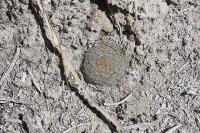 pa_167_mammillaria_picta.jpg