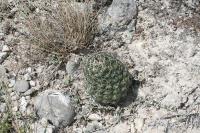 pa_1680_neolloydia_conoidea.jpg