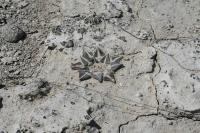 pa_1681_ariocarpus_kotschoubeyanus_var._albiflorus.jpg