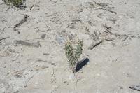 pa_1682_cylindropuntia_imbricata.jpg
